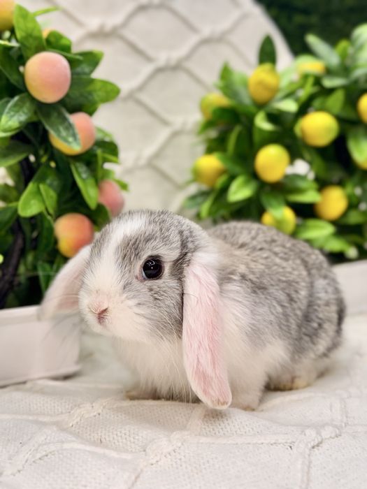 Quyon Quyonlar Кролик кролики