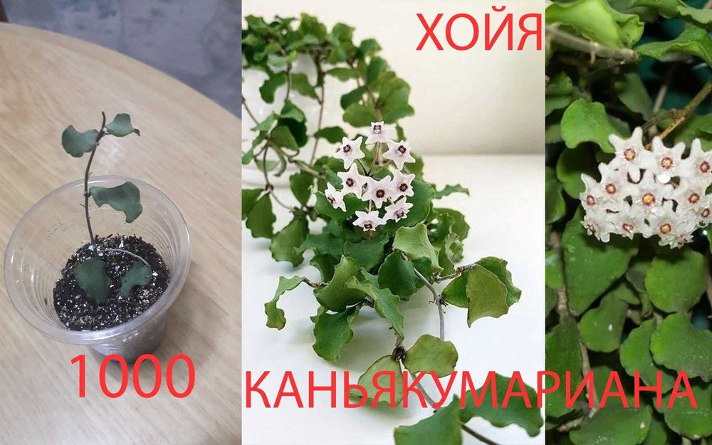 Продам  разные  цветы