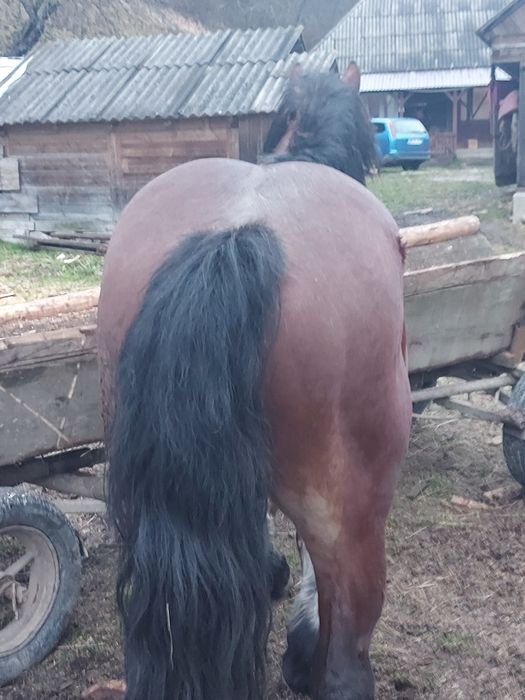 Cal de vînzare urgent