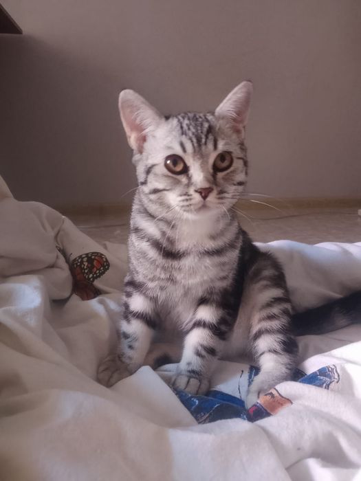 Отдам котёнка мальчик
