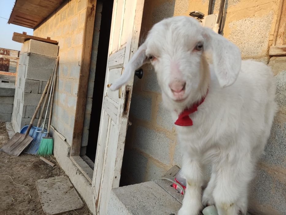 Продам козу с козлятами