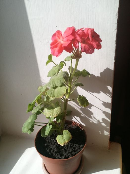 Герань комнатная