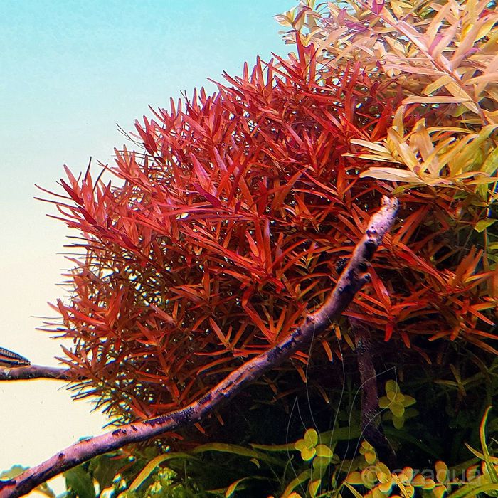 Ротала H’Ra - Rotala sp. H’Ra