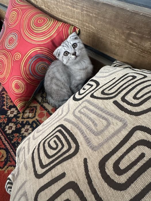 Котенок 2,5 месяца