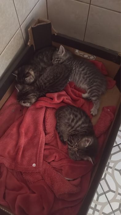 Котенок в добрые руки