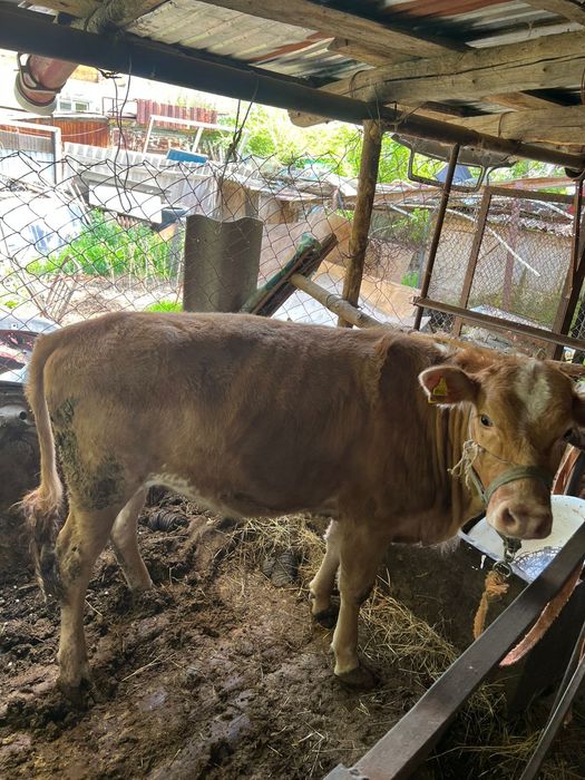 1.5жасар ургаши семыз 480000 саудасы бар