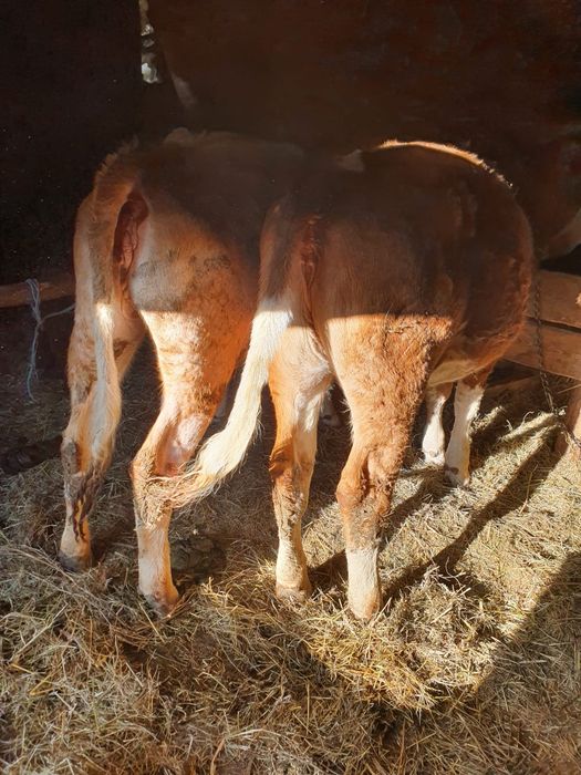 De vânzare 3 juninci Bălțată Românească (11-15 luni)