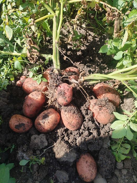 Картофель домашний