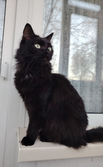 Пристраивается шикарный кот