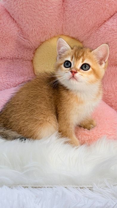 Продаются котята  британские шиншиллы