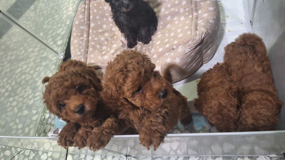 Мини пуделчета /момчета и момичета