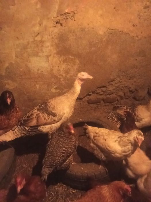 Индюки индюкииииии