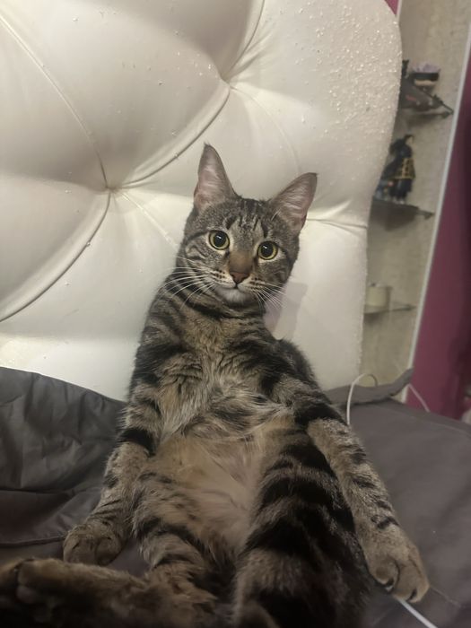 Пристраиваю кошку