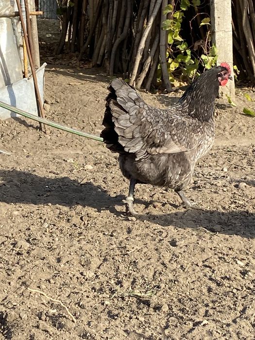 Oua gaini australorp