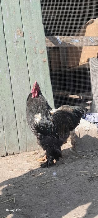 Продам хороших петухов