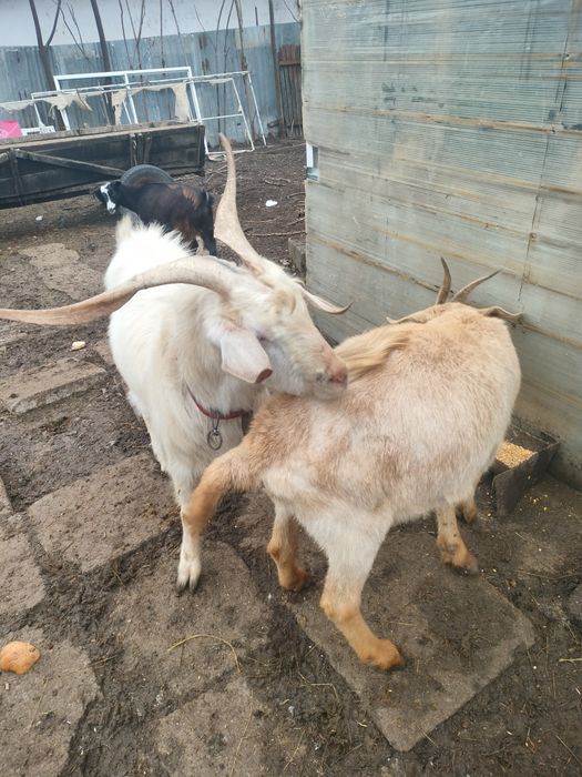 De Vânzare Țap Sanen sau variante