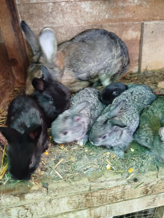 Iepurași de vânzare