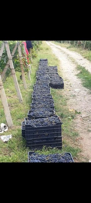 Vând struguri de vin transport gratuit in tuata țara 0724879073