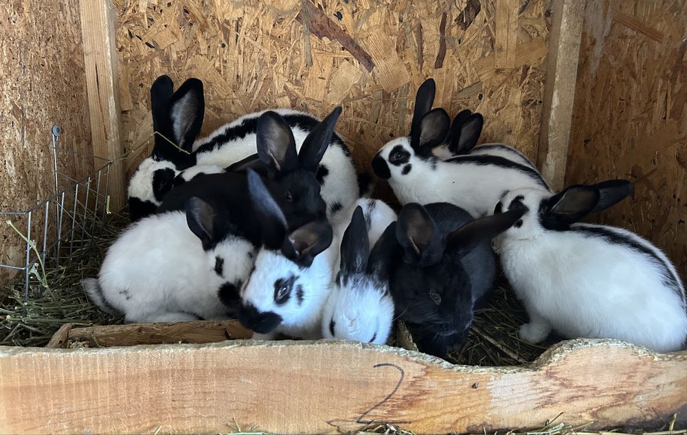 Pui de iepure fluture german