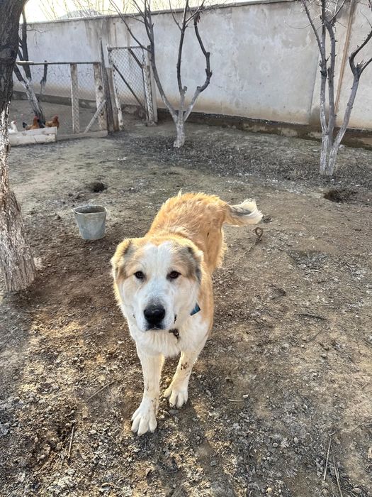 Қазақы алабай 1 жылдық