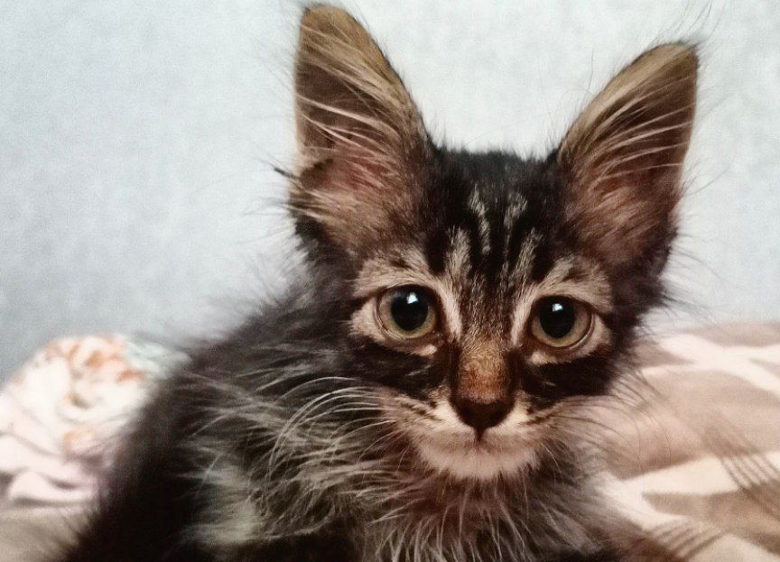 Котёнок в добрые руки!!!