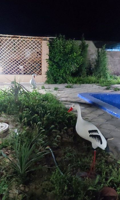 Продам дачу в Пскенте