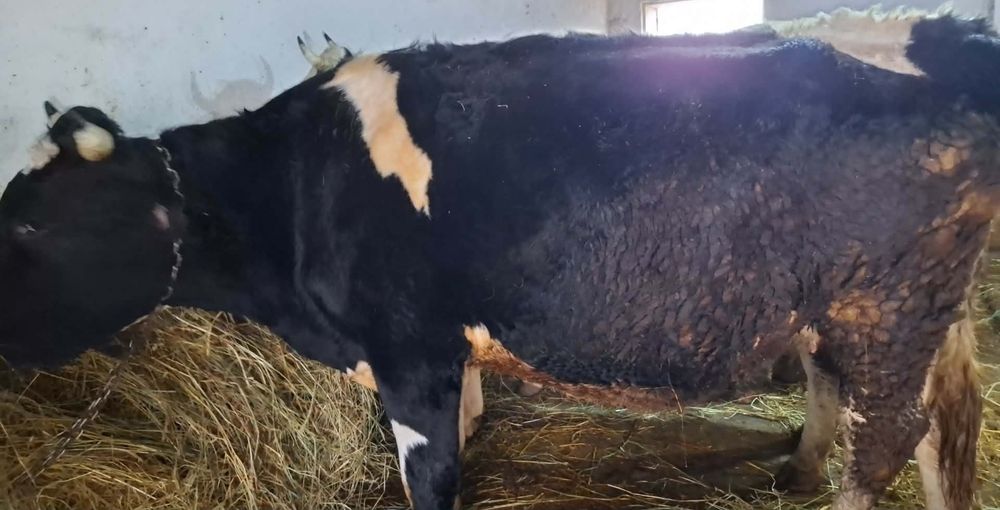 Vând vaci și juninci holstein