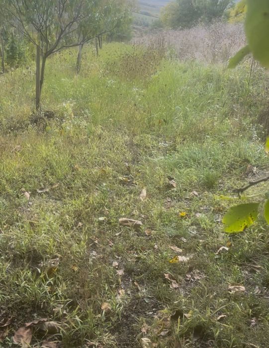 Teren cu cabana sarmasag