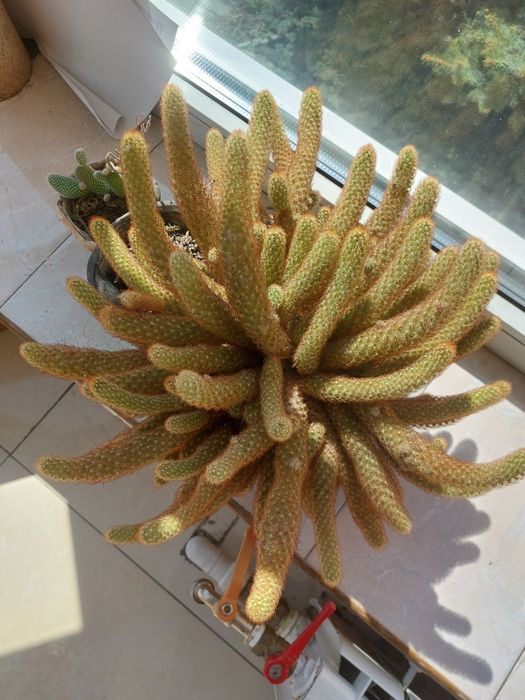 Цветы  комнатные ,  каланхое