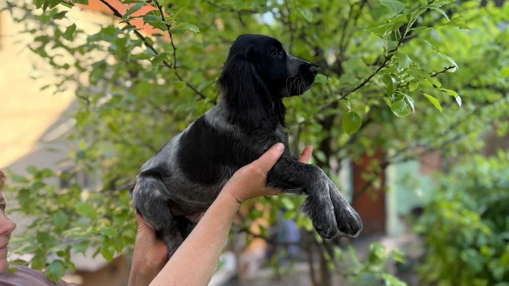 Русский охотничий спаниель