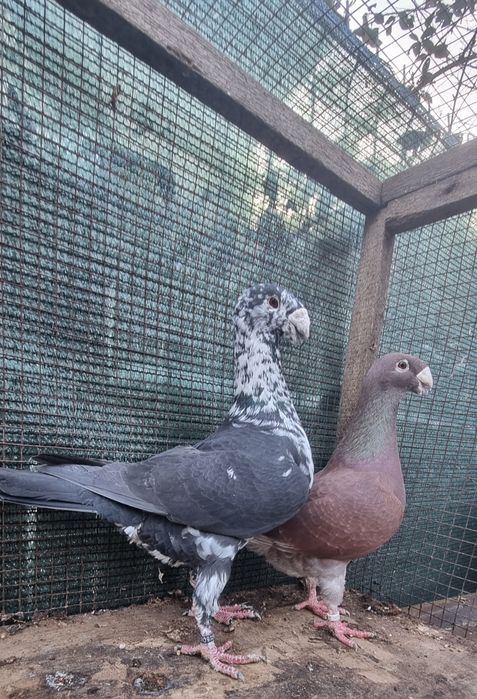 Vand voiajori german maturi