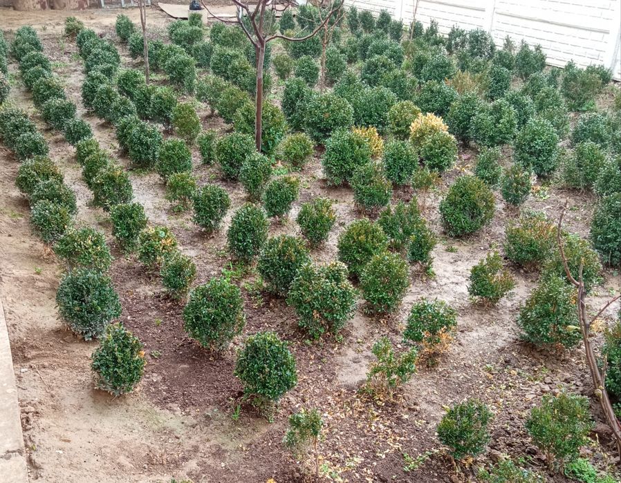 Шамшод рост от 30 до 60 см