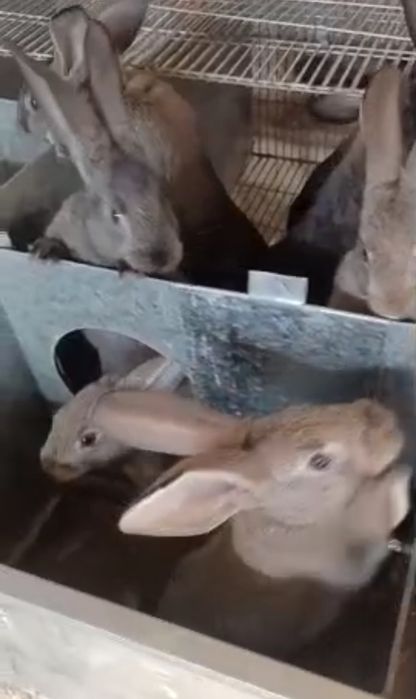 Toza Velikan Quyun bollari sotiladi