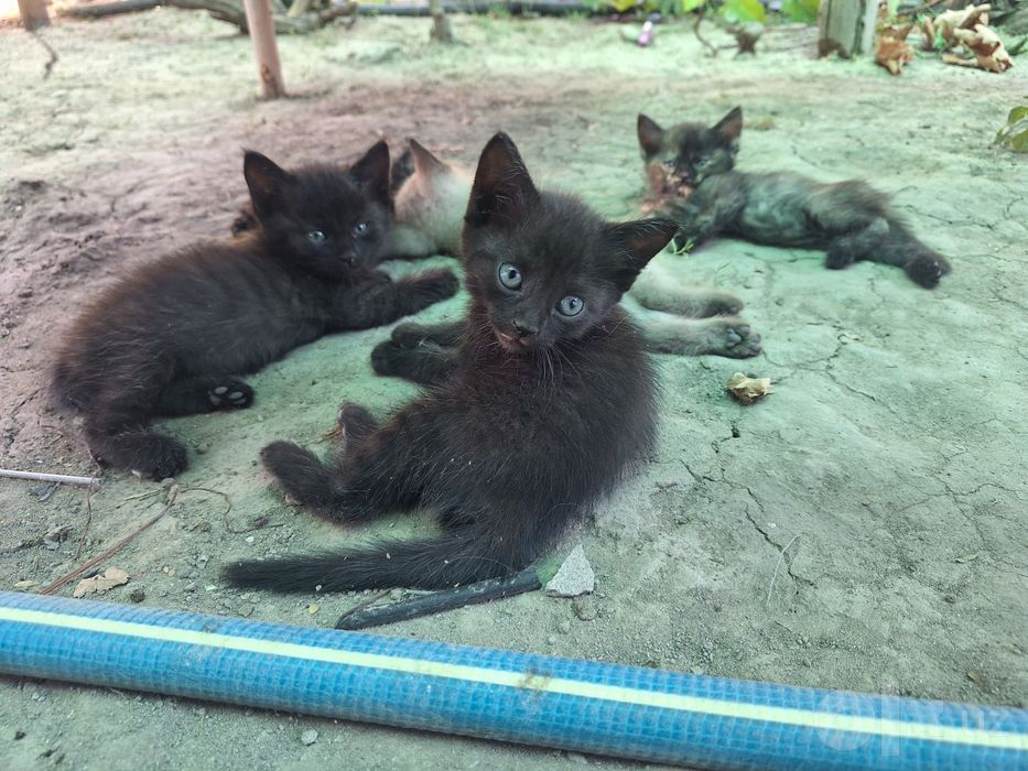 Котята бесплатно