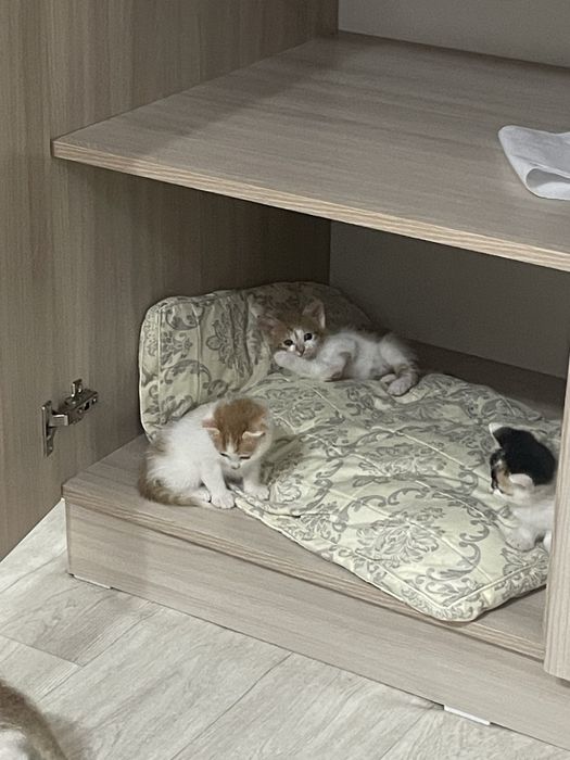 Отдам котят в доьрые руки