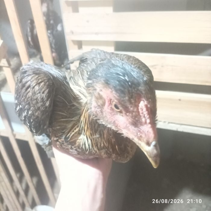 Joʻja tovu bedana par yahshi narsani bolasi