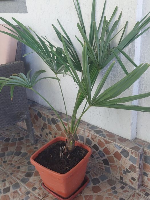 Palmieri rezistenti la frig