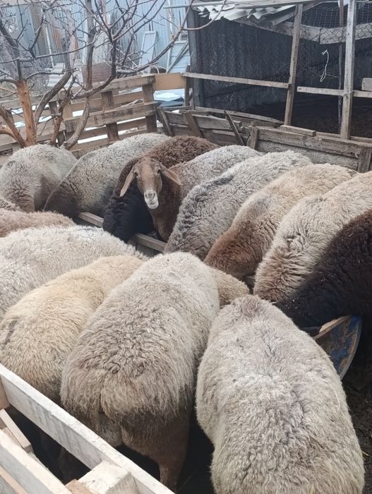 Арашан котные матки