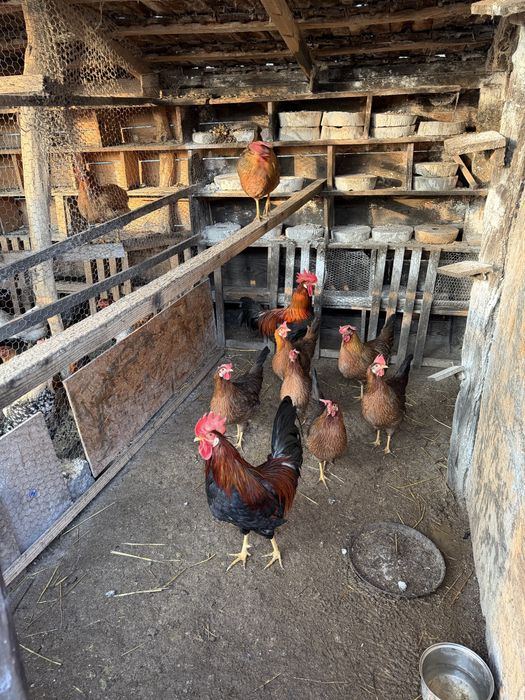 Australorp negru si italiana potarnichie