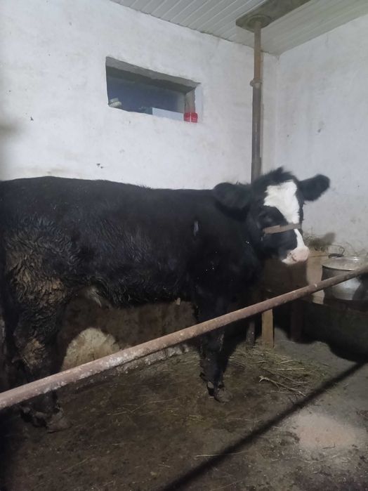 De vânzare vițea angus