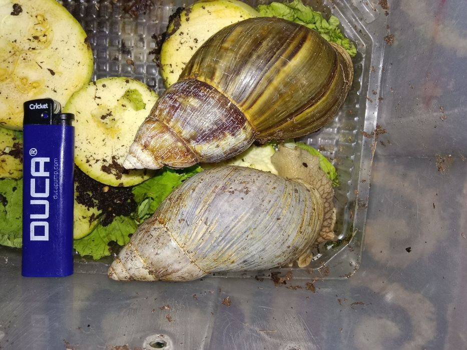 Улитка Ахатина/яйца