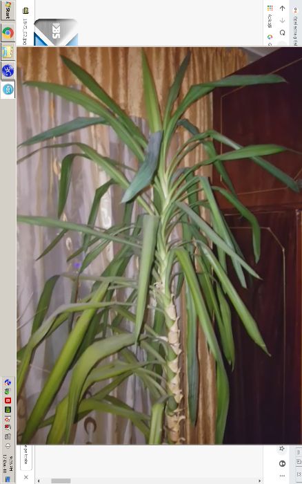 Flori de apartament, casa, birou