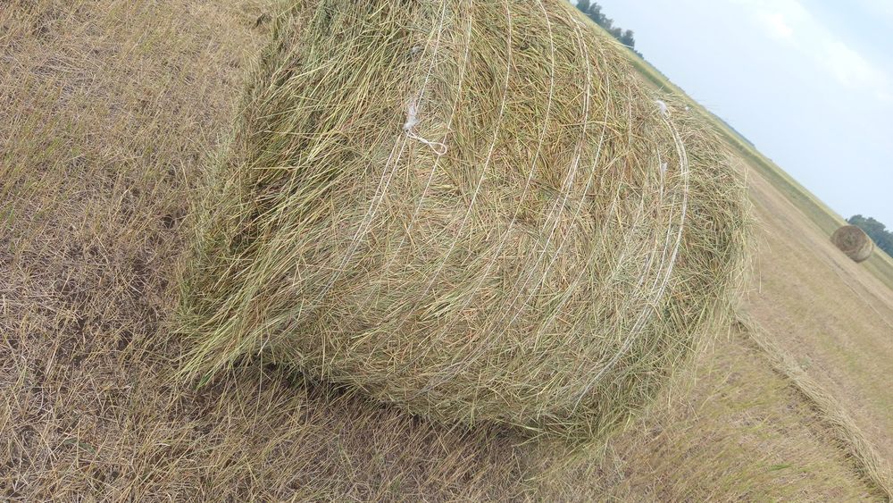 Сено суданка и пырей
