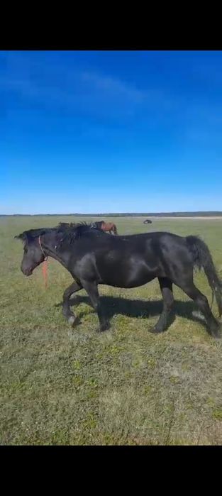 Продам кобылу 8 лет обученная
