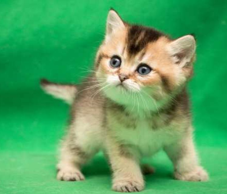 Шиншиллы Британские Бронь