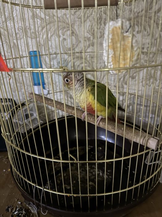 Продам попугая пиррури с клеткой
