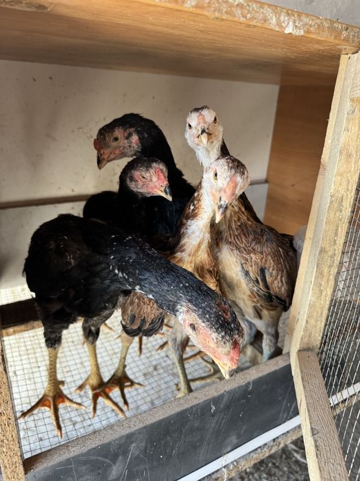 Дакан             .