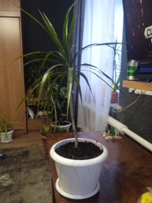 Драцена. Продам цветы