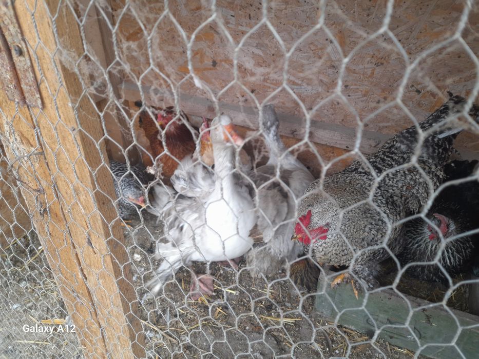 Vănd găini si gâște