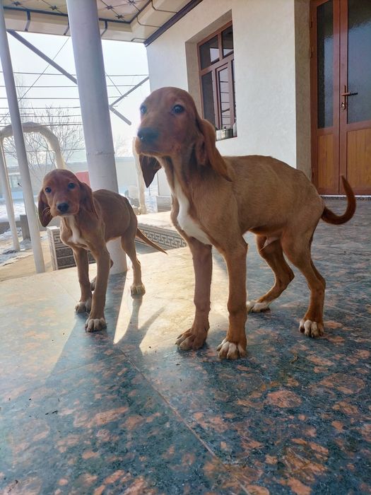 Ирланский сеттер кучик болари сотилади  ота  ва онаси  ов  килади  .